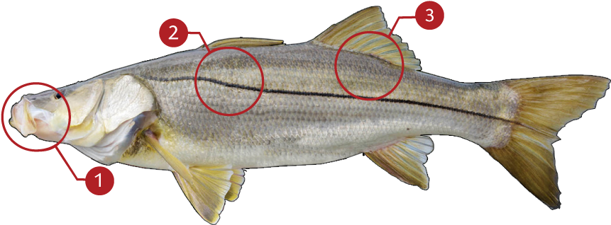 Clip Transparent Download How To Identify A - Salmon (873x369), Png Download