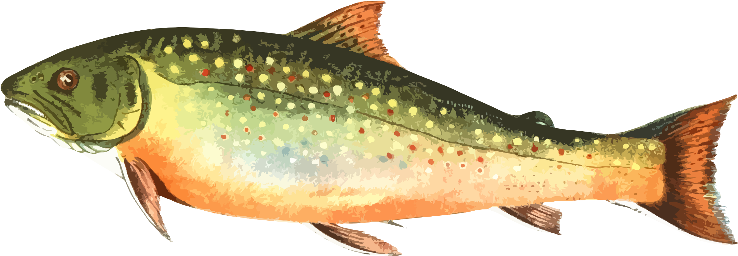 Brook Trout Rainbow Trout Drawing Fish - Clipart Trout (2153x750), Png Download