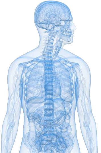 Png Human Body Clip Art - Blue Anatomy Transparent (412x550), Png Download