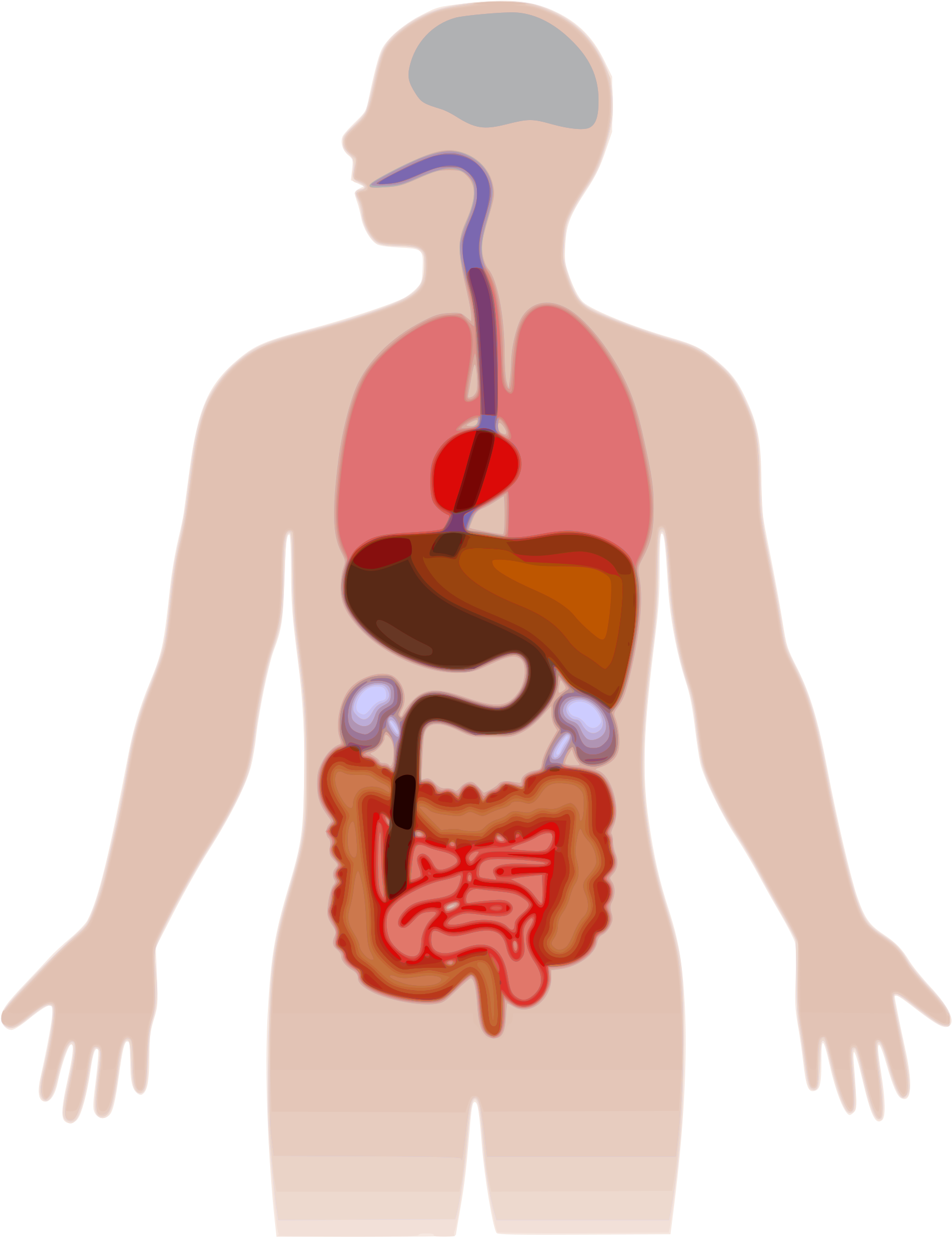 Human Body Silhouette Vector Com Free - Human Body Organs Clipart (1713x2225), Png Download