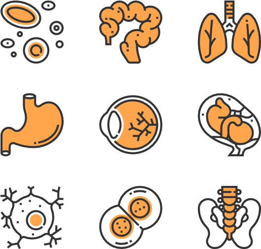 Human Organs - Beehive Icon (600x564), Png Download