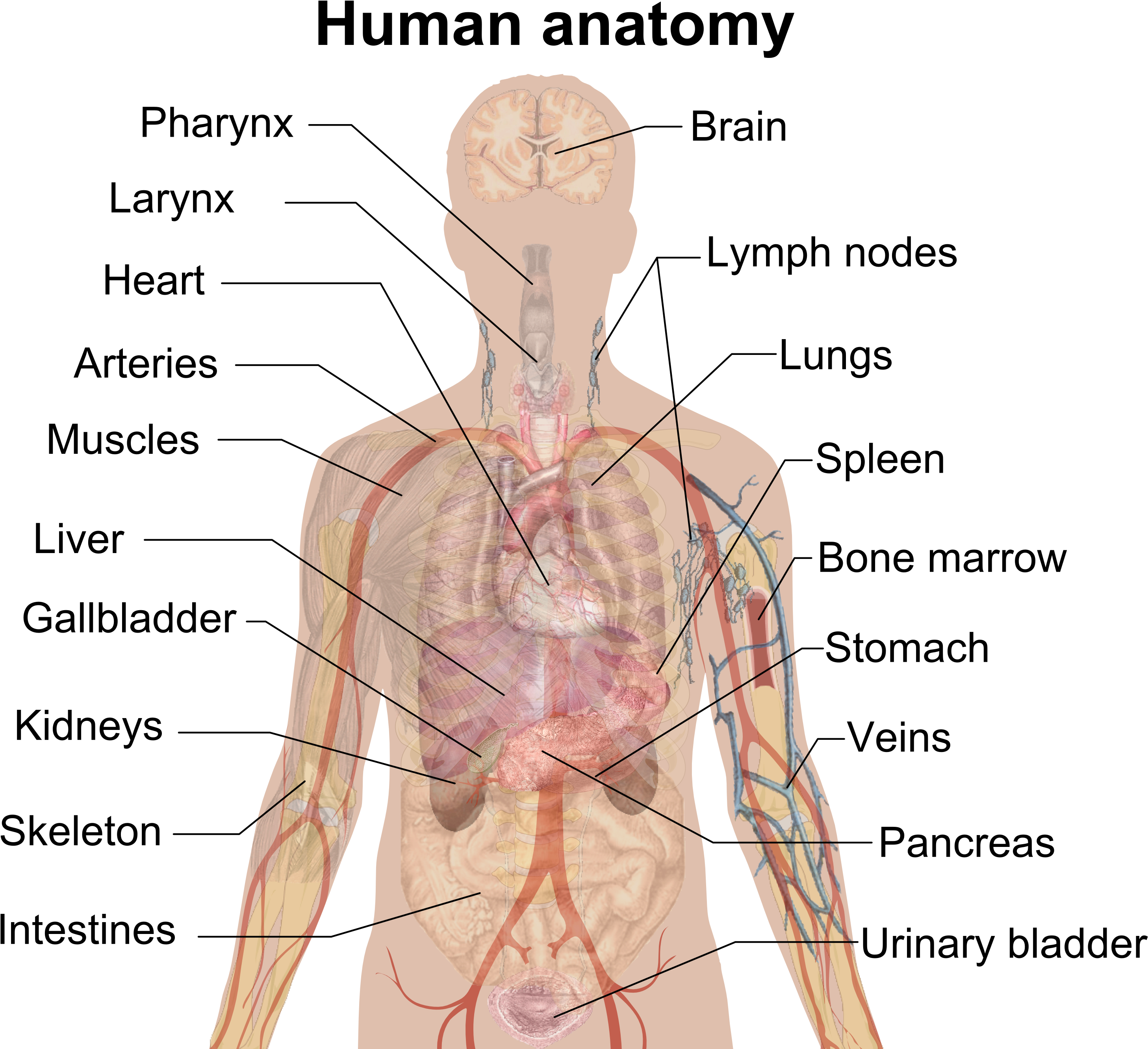Man Shadow Anatomy - Cross Section Of Human Body Organs (3029x2693), Png Download