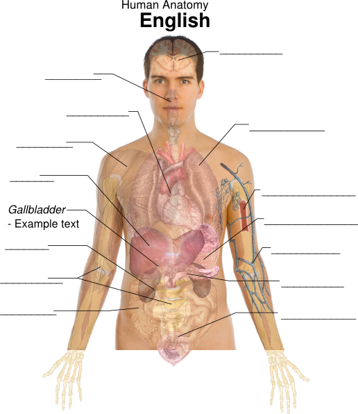 Man Internal Body Parts (516x596), Png Download