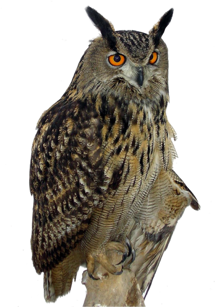 Barred Owl Clipart Transparent Background - Owl Png (746x1071), Png Download