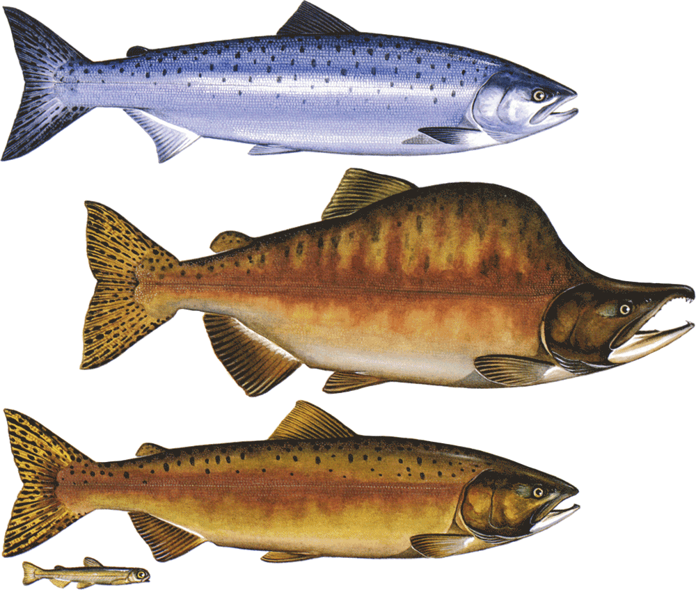 Alaska Pink Salmon - Sockeye Coho Salmon (1000x848), Png Download