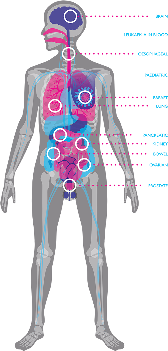 Resources - Cancer Research Uk Cambridge Institute (650x1215), Png Download