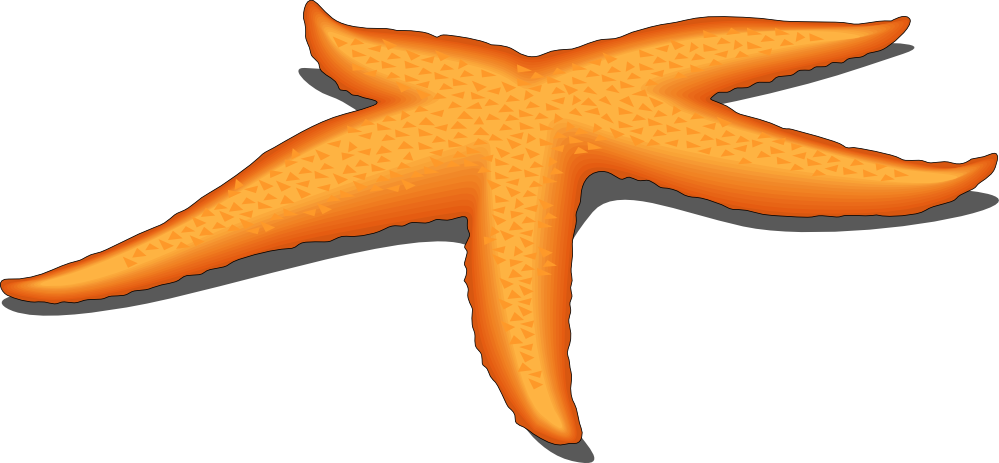 Sea Star Clipart - Star Fish Vector Png (999x463), Png Download