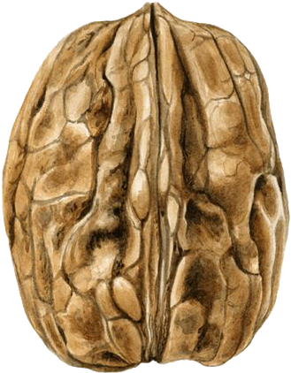 Walnut Watercolor Painting Drawing Illustration - Walnut Watercolor (564x564), Png Download