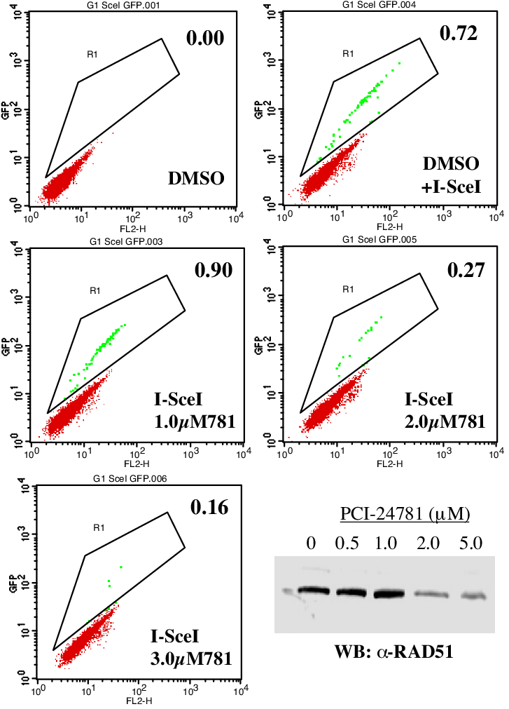 Pci 24781 Inhibits Homologous Recombinational Repair (727x1011), Png Download