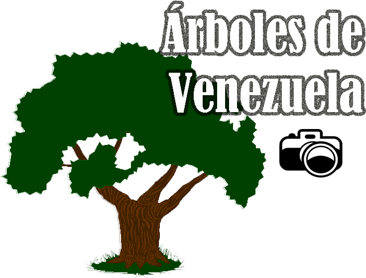 Png Araguaney Logos Para Arboles Png Png Araguaney (900x600), Png Download