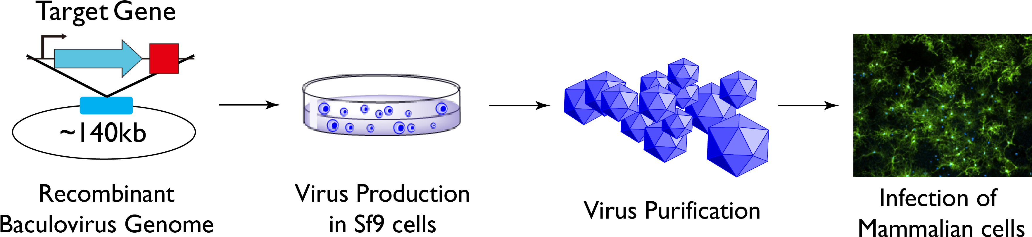 Chatterjee, A (3535x848), Png Download