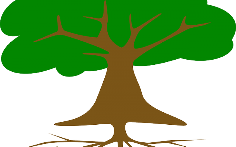 Our Experts, Your Roots (800x500), Png Download