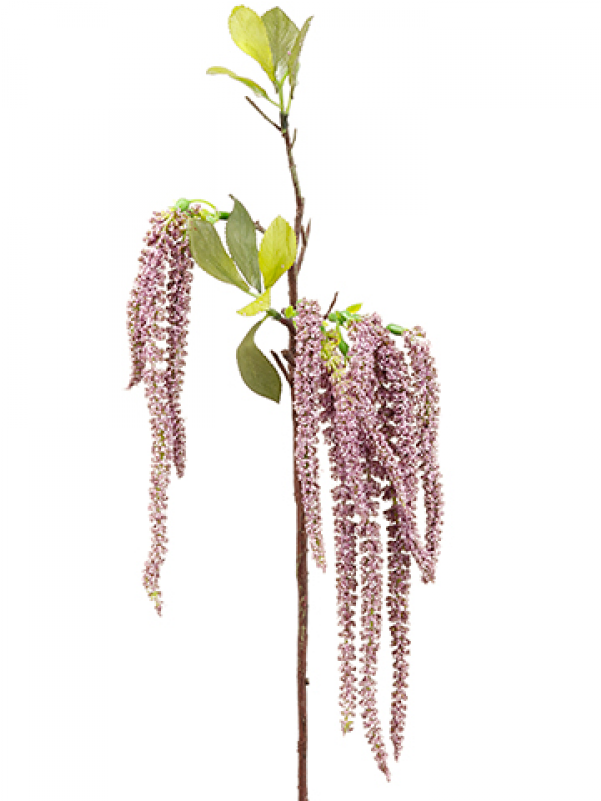 19" Amaranthus Hanging Spray Lavender Green (800x800), Png Download