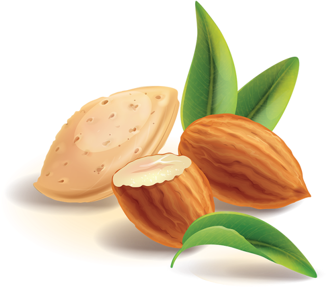 Realistic Almond Nuts Vector, Almond Nuts, Almond, - Almond Vector (640x640), Png Download