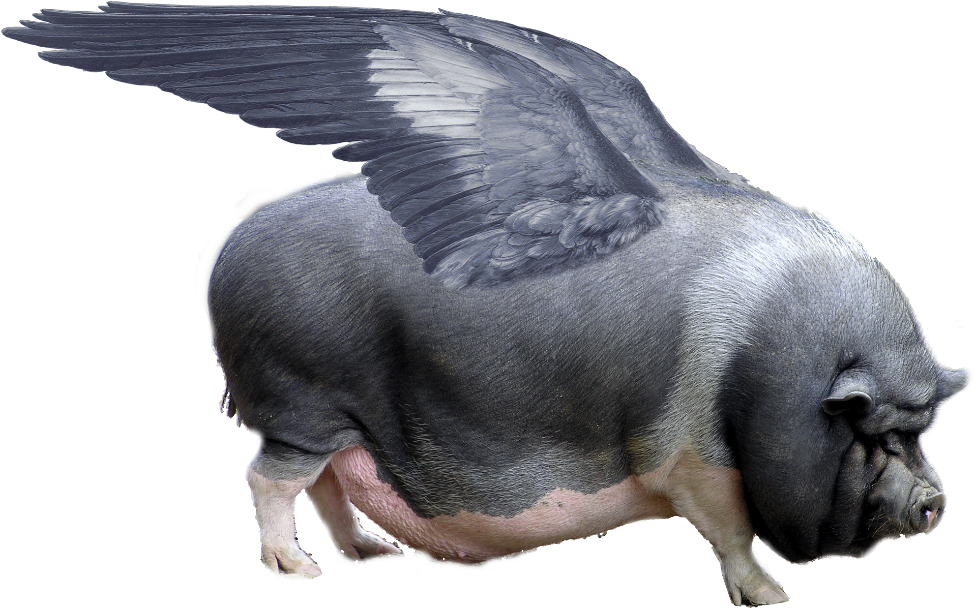 A Pig With Wings - Pig With Wings (1998x1281), Png Download