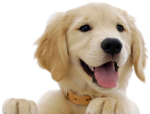 Cute Dog Png Hd (500x400), Png Download