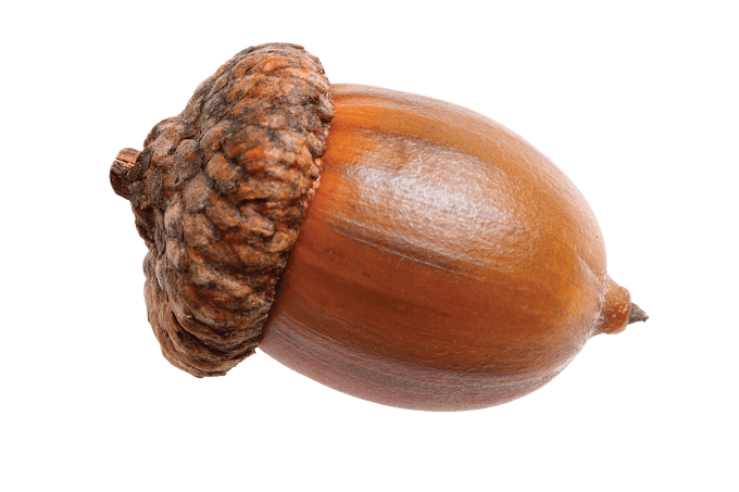 Single Png Stickpng - Acorn Png (680x453), Png Download