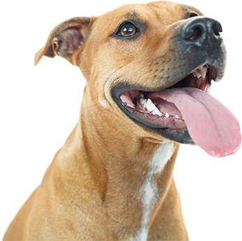 Dog With Tongue Out - Dog With Tongue Out Transparent (348x347), Png Download