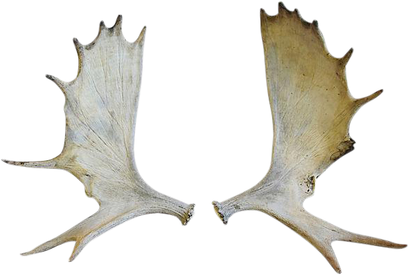 Moose Antlers Png (620x422), Png Download