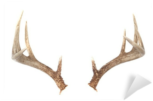 Whitetail Deer Antlers (400x400), Png Download