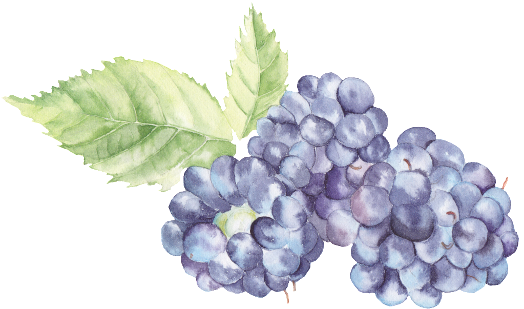 Transparent Watercolor Blackberries Png (1024x1024), Png Download