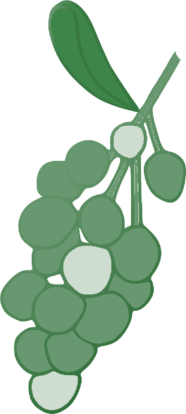 Mb Image/png - Grape (800x1600), Png Download