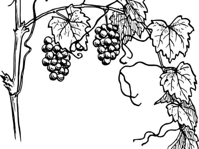 Vine Clipart Outline - Grapes Plant Clipart Black And White Png (640x480), Png Download