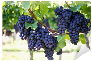 Purple Red Grapes With Green Leaves On The Vine Wall - Grape (400x400), Png Download