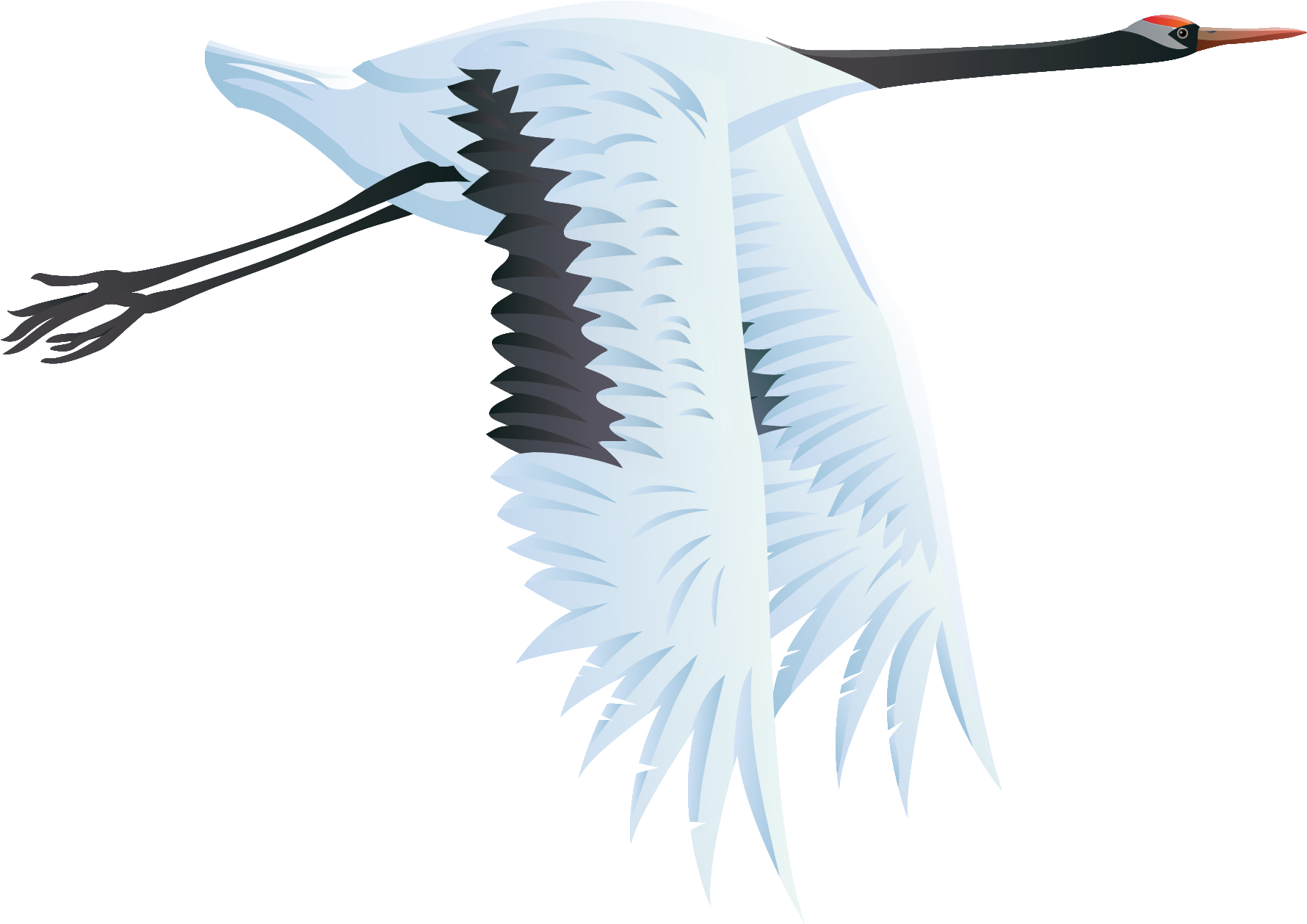 Crane Bird Transparent Background (1926x1393), Png Download