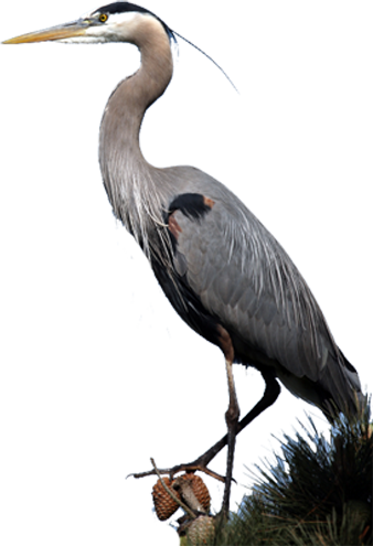 Clip Art Black And White Great Blue Products By Bird - Heron Bird (338x495), Png Download