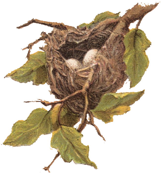 Free Vintage Clip Art - Bird Nest Clip Art (661x715), Png Download