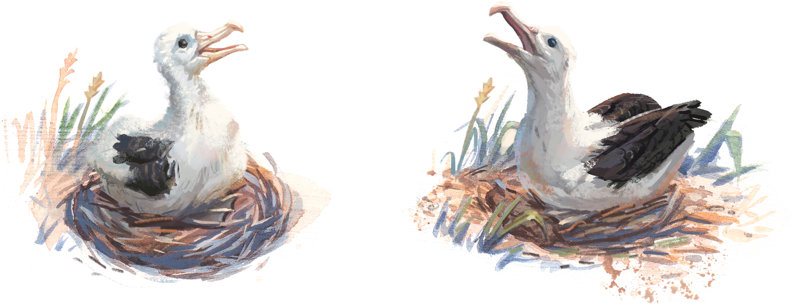 Nests - Ibis (2700x1084), Png Download