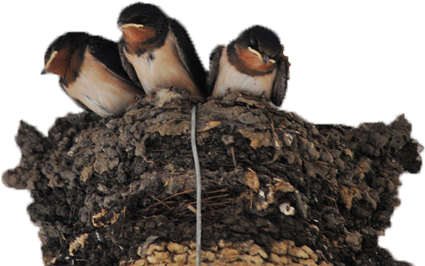 Nest Png Photo Image - European Swallow (800x532), Png Download