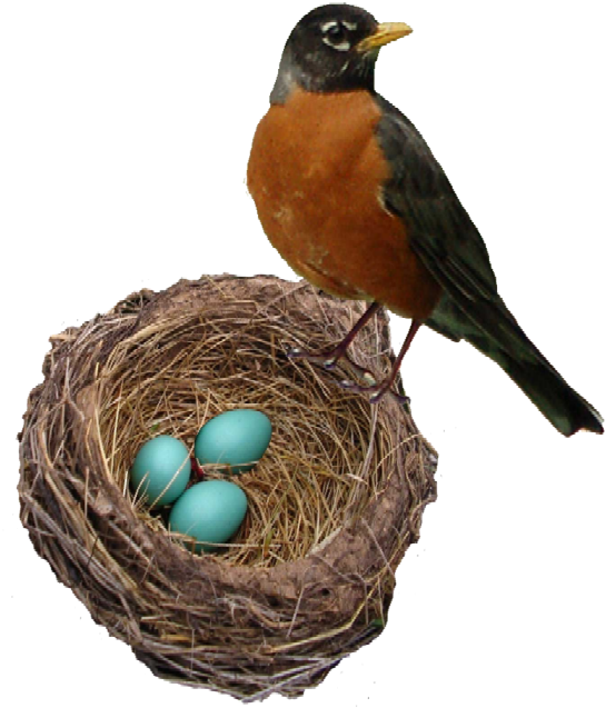 Robins Nest Web - Robin's Nest (700x700), Png Download