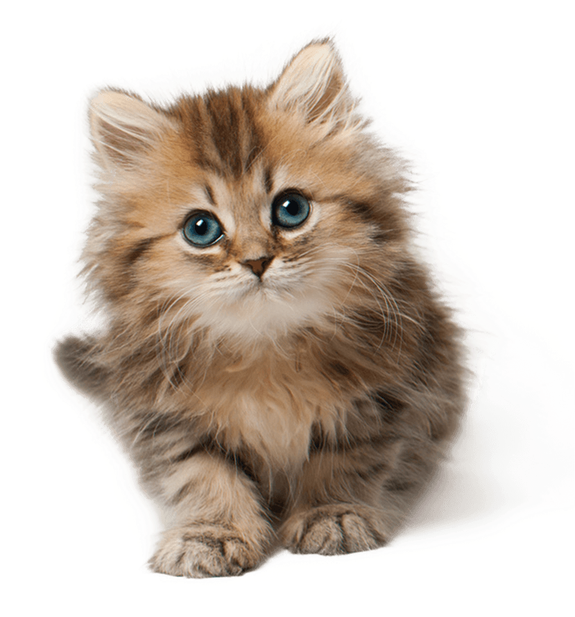 Cat Kitten Cute - Cute Cat Png (828x957), Png Download