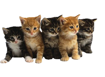 Group Of Cute Cats (482x327), Png Download