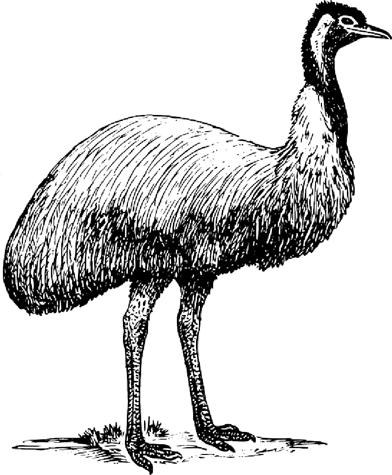 Image - Emu Clipart (800x971), Png Download