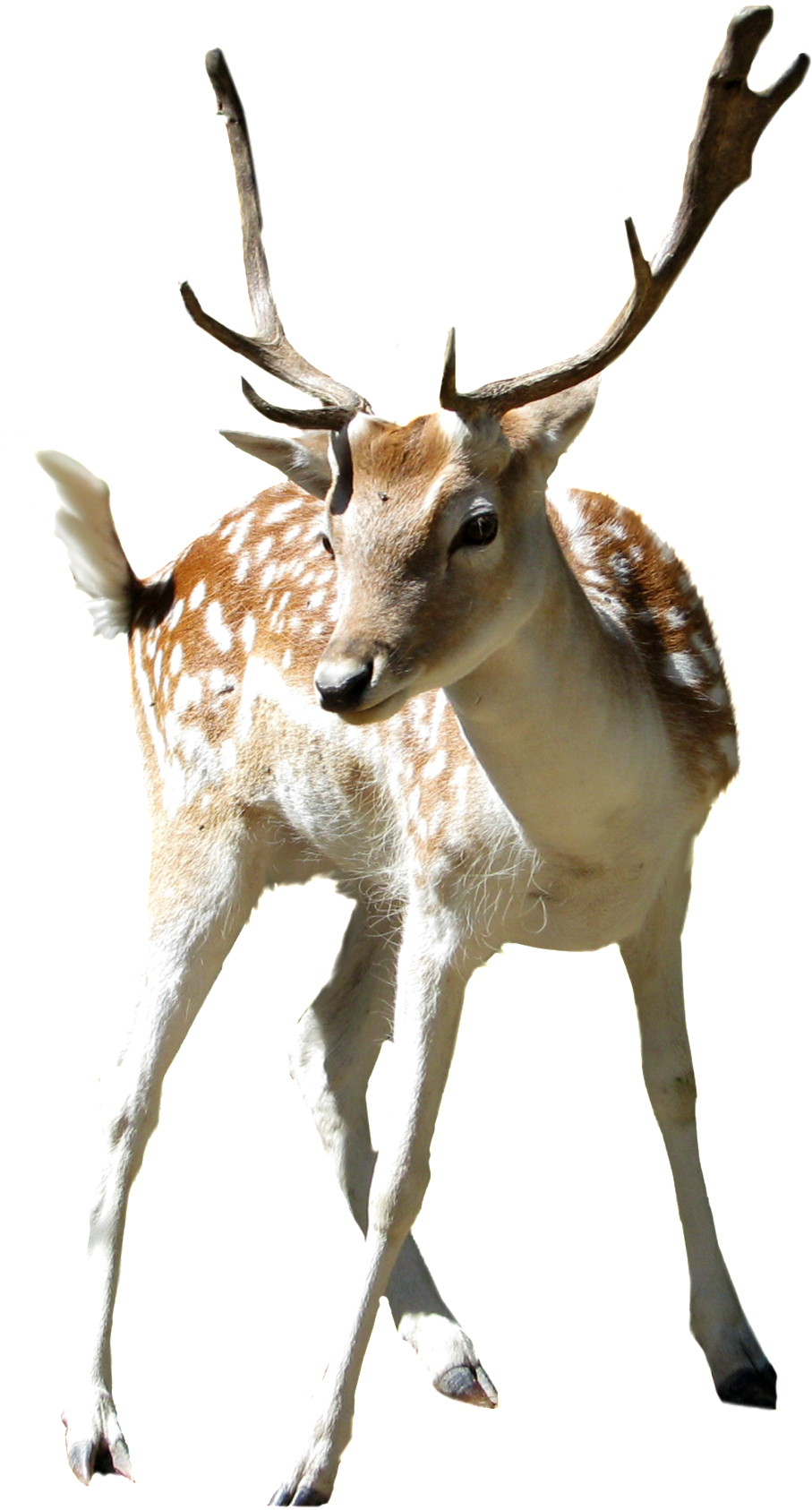 This Product Design Is Zoo Sika Deer Cartoon Transparent - Cut Out Stock Png (1024x1756), Png Download