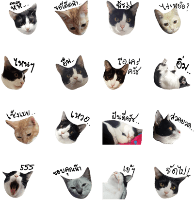 My Lovely Funny Cat - Siamese (420x448), Png Download