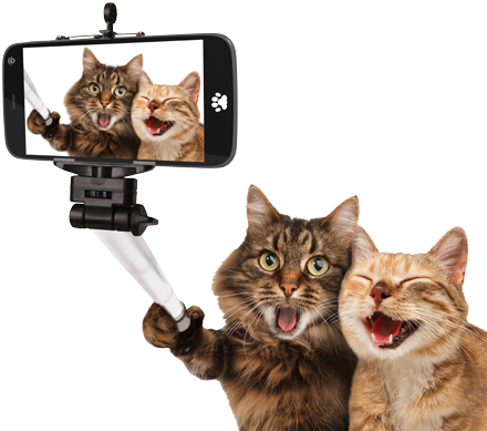 Cat Using A Smartphone (450x399), Png Download
