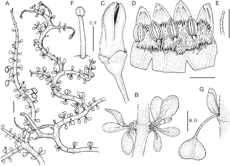 Pyrostria Serpentina Lantz, Klack (822x582), Png Download