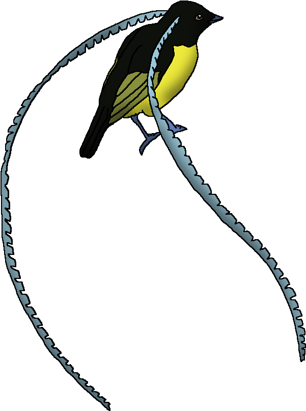 King Of Saxony Bird Of Paradise (661x834), Png Download