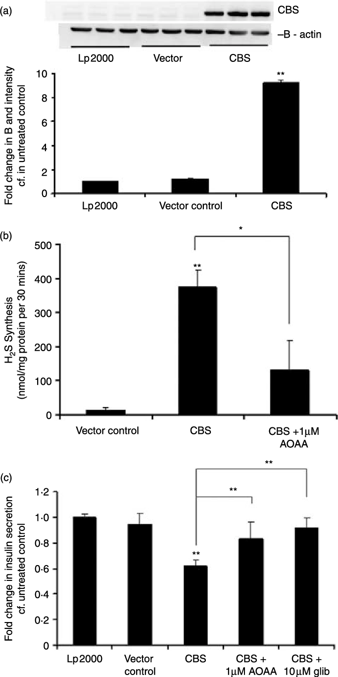 Overexpression Of The Cbs Gene In Hit-t15 Cells (683x1367), Png Download