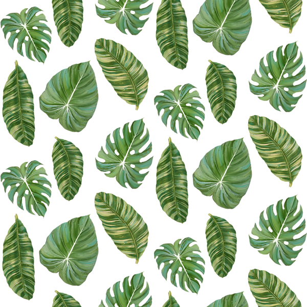 Tropical Leaves Elephant's Ear Philodendron - Philodendron Leaves (600x600), Png Download