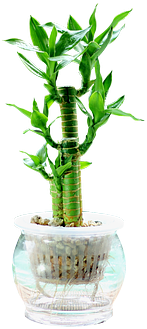 Dracaena Sanderiana ' Virens ', Potted Plants, Green - Portable Network Graphics (640x426), Png Download