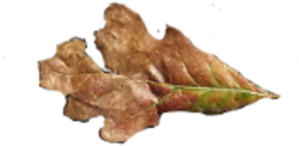 Fallen Oak Leaves - Gambel Oak (700x480), Png Download