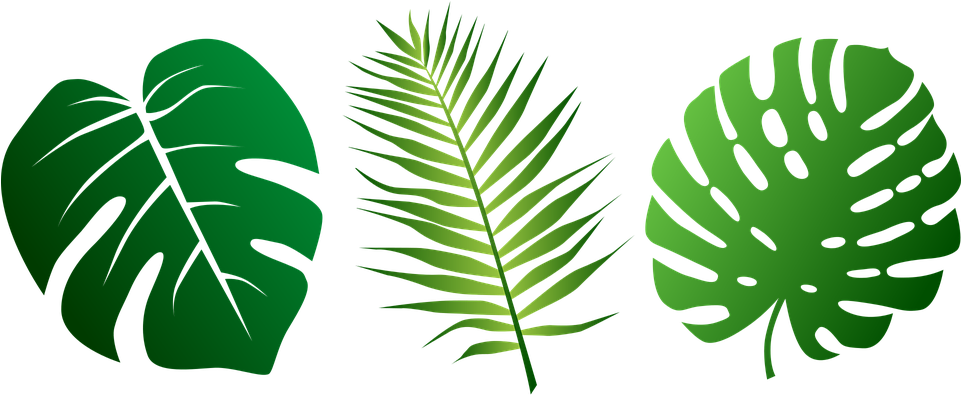 Palm Leaves Clipart - Jungle Leaves (960x480), Png Download