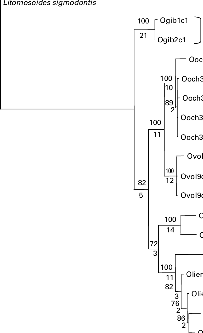 Maximum Parsimony Tree - Diagram (659x1079), Png Download