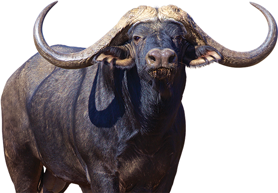 Cape Buffalo Png File - Buffalo Png (600x395), Png Download
