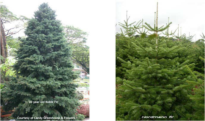 The Noble Fir And Nordmann Fir Trees Are The Best Selling - Trees Grown On Mountains (690x408), Png Download